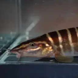 Golden Zebra Loach, photo 5