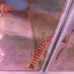 Golden Zebra Loach, photo 6