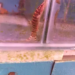 Golden Zebra Loach, photo 7