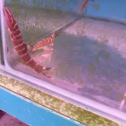 Golden Zebra Loach, photo 8