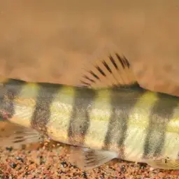 Golden Chinese Loach, photo 1