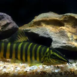 Golden Chinese Loach, photo 2