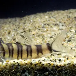 Golden Chinese Loach, photo 3