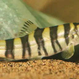 Golden Chinese Loach, photo 4