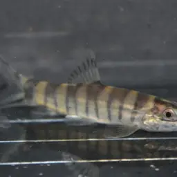 Golden Chinese Loach, photo 5