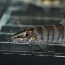 Golden Chinese Loach, photo 6