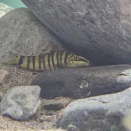 Golden Chinese Loach, photo 7