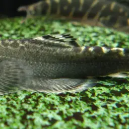 Pulin River Loach