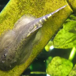 Pulin River Loach, photo 2