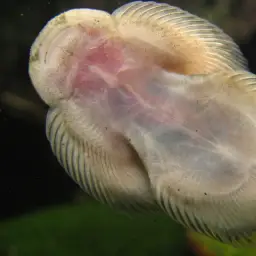 Pulin River Loach, photo 3