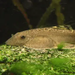 Pulin River Loach, photo 4