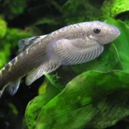 Pulin River Loach, photo 5