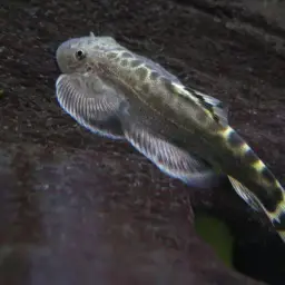 Pulin River Loach, photo 6