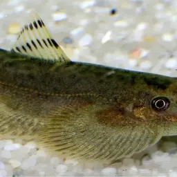 Pulin River Loach, photo 8
