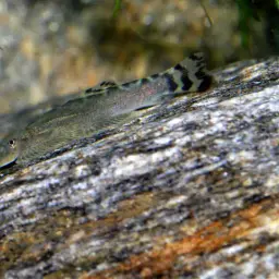 Pulin River Loach, photo 9