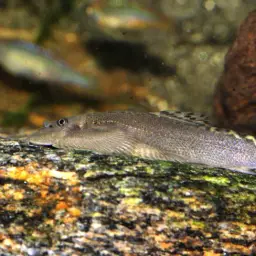 Pulin River Loach, photo 10