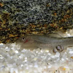 Pulin River Loach, photo 11