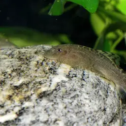 Pulin River Loach, photo 12