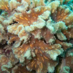 Leather Coral, photo 1