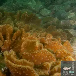 Leather Coral, photo 2