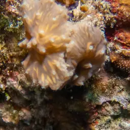 Leather Coral, photo 3