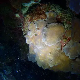 Leather Coral, photo 4