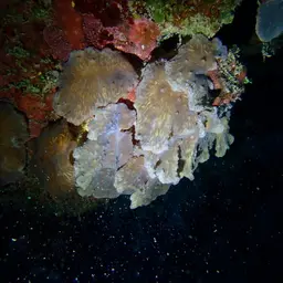 Leather Coral, photo 5