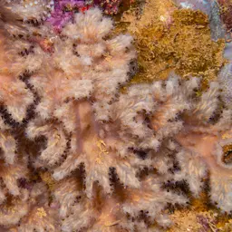 Leather Coral, photo 6
