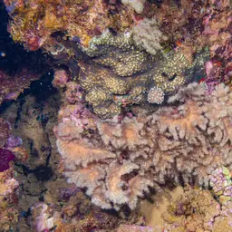 Leather Coral, photo 7