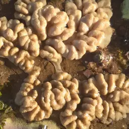 Leather Coral, photo 8