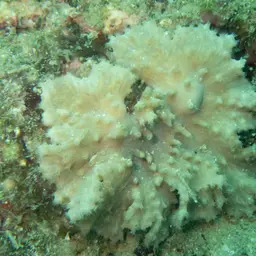Leather Coral, photo 9