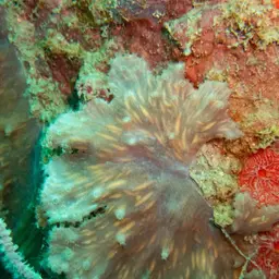 Leather Coral, photo 10