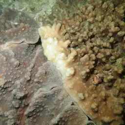 Leather Coral, photo 11