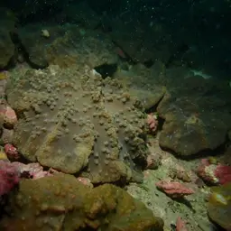 Leather Coral, photo 12