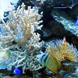 Finger Leather Coral, photo 1