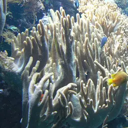 Finger Leather Coral, photo 2