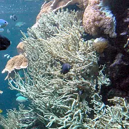 Finger Leather Coral, photo 3