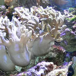 Finger Leather Coral, photo 4
