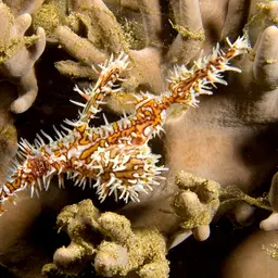 Finger Leather Coral, photo 5
