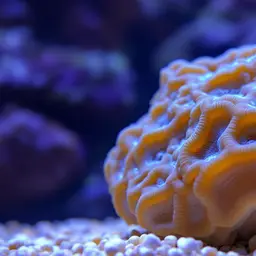 Mushroom Coral, photo 1