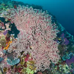 Cherry Blossom Coral, photo 1