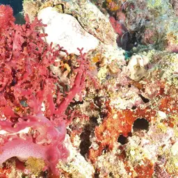 Cherry Blossom Coral, photo 2