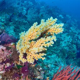 Cherry Blossom Coral, photo 3