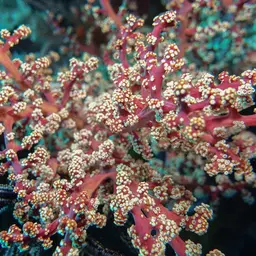 Cherry Blossom Coral, photo 4