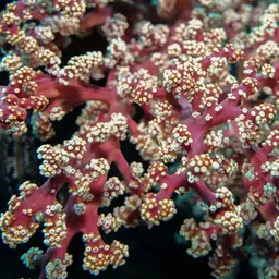 Cherry Blossom Coral, photo 5