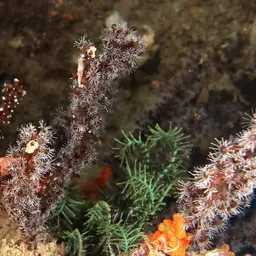 Cherry Blossom Coral, photo 6
