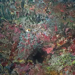 Cherry Blossom Coral, photo 7
