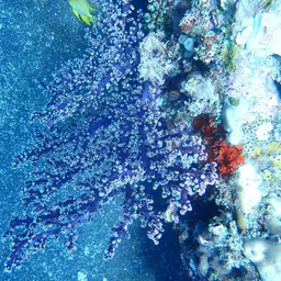 Cherry Blossom Coral, photo 8