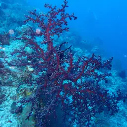 Cherry Blossom Coral, photo 9