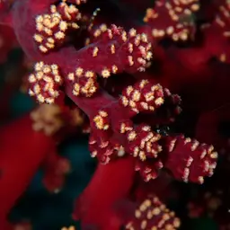Cherry Blossom Coral, photo 10